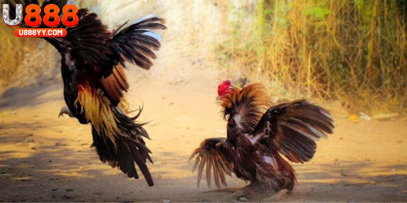 Mẹo lựa chọn đá gà mộc bài chuẩn