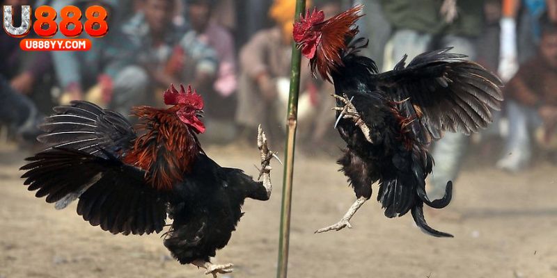 Theo dõi các tin tức về đá gà mộc bài