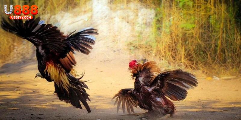 Các hình thức đá gà Thomo lôi cuốn nhất không nên bỏ lỡ