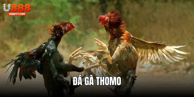 đá gà thomo u888