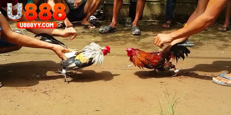 đá gà tre u888