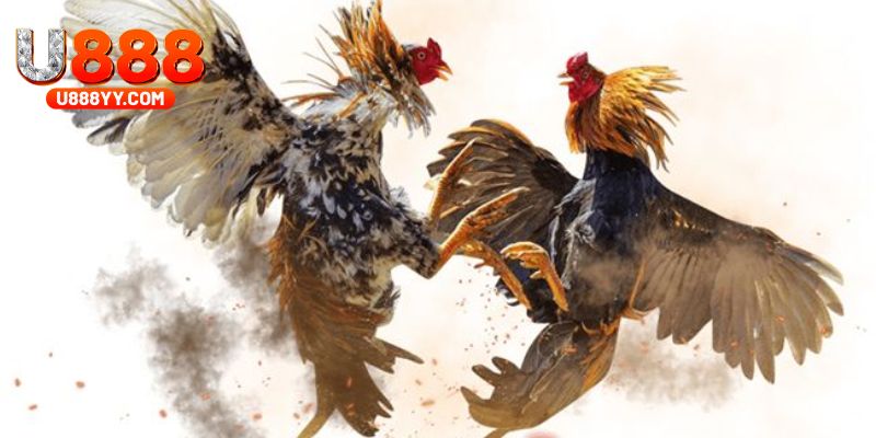 Khám phá loại hình đá gà tre hấp dẫn