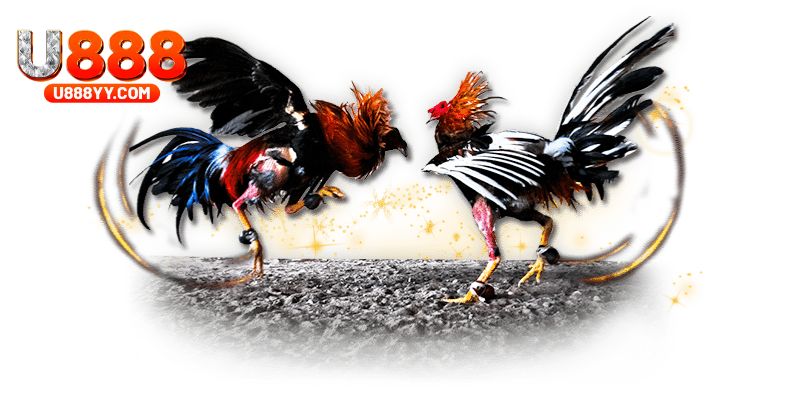 Lý do đá gà tre thu hút đông đảo người chơi