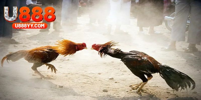 Nền tảng đá gà tre hoạt động hợp pháp và được chứng nhận